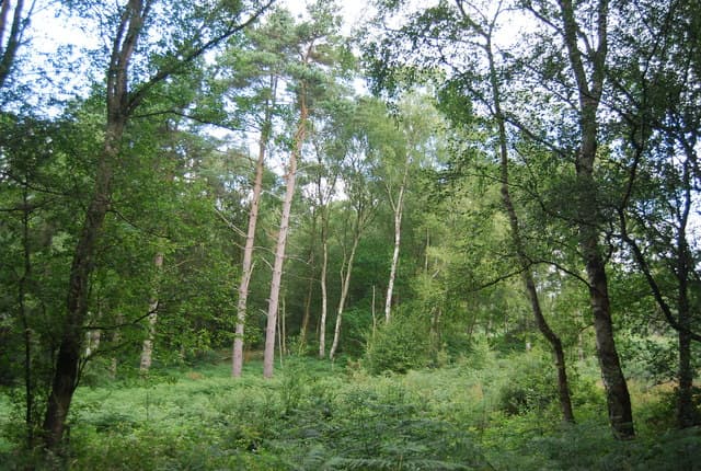 Woodland on Marley Common