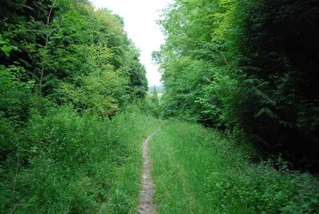 A path descending across the grassland of West Harting Down