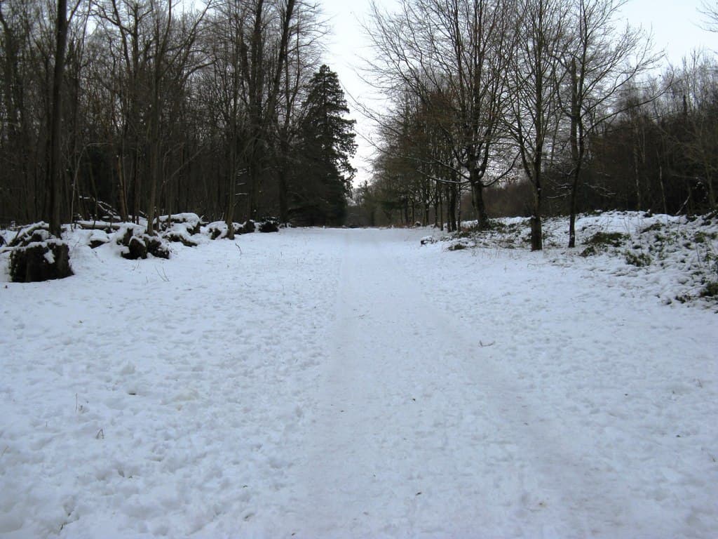 A track through woodland in Slindon Wood